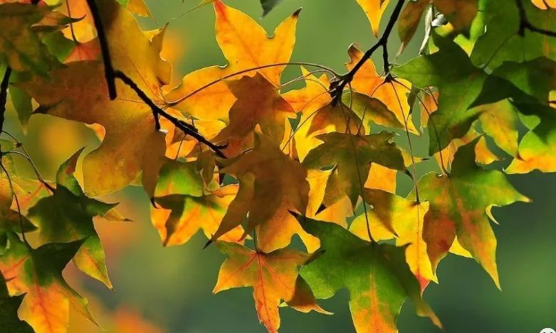 這幾種&ldquo;鄉土樹種&rdquo;火熱都是必然！